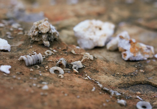 Crinoids